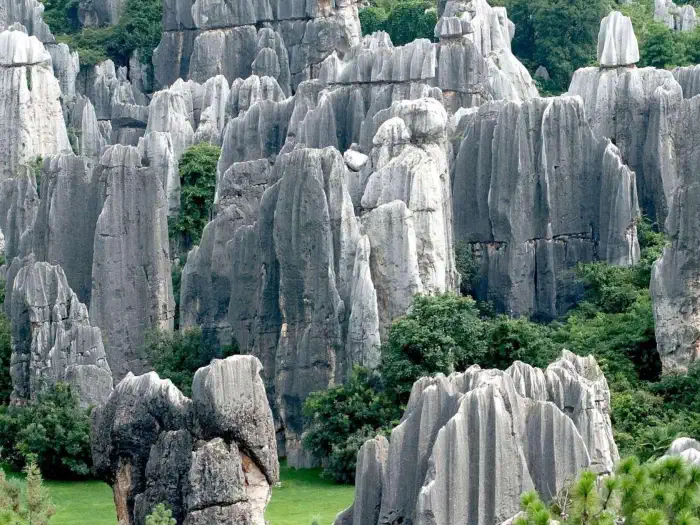 Stone Forest